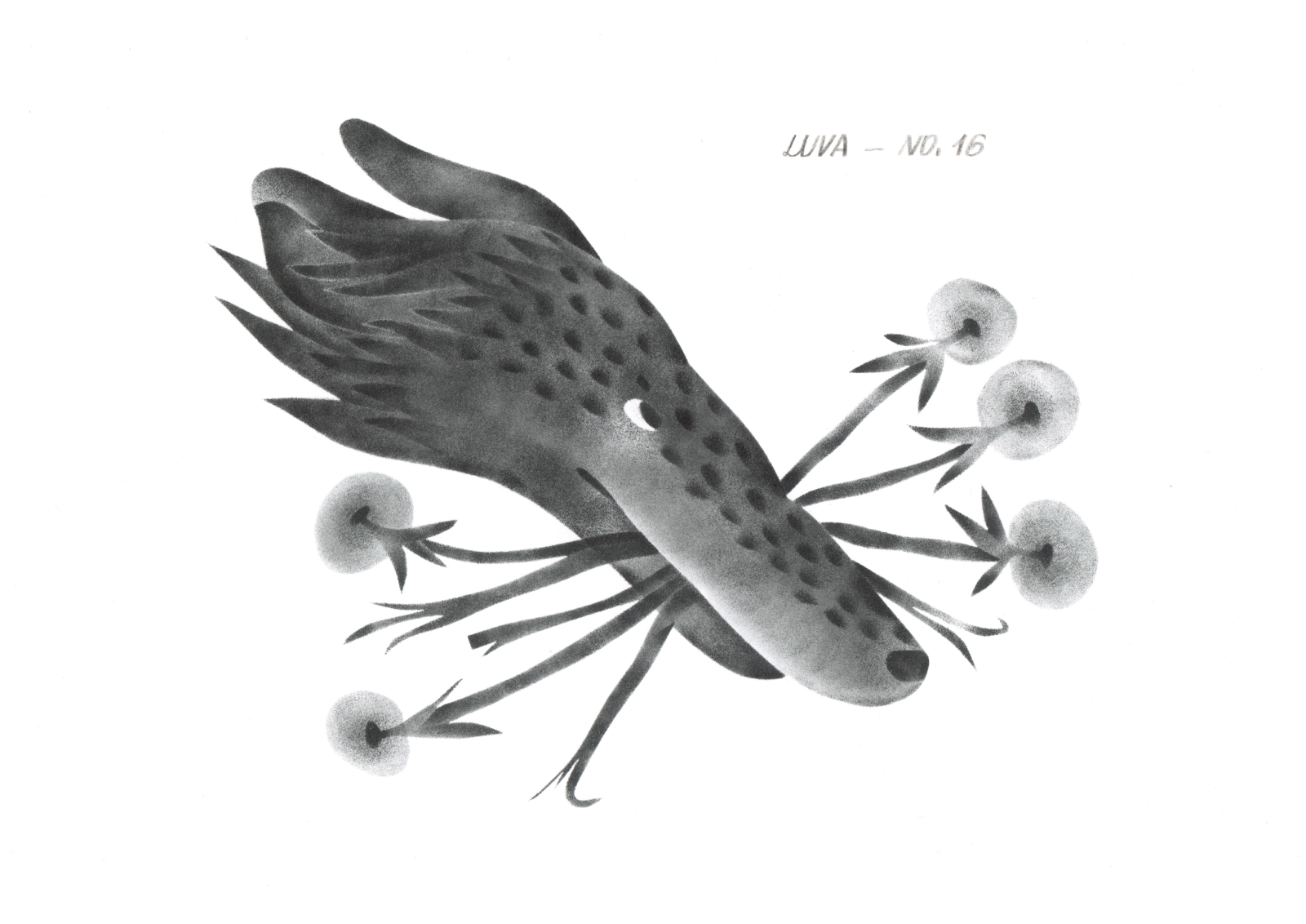 Wild Archive No. 16